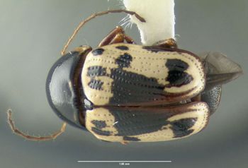 Media type: image;   Entomology 613162 Aspect: habitus dorsal view